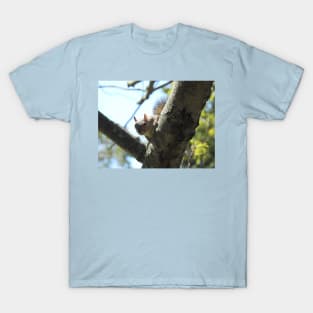 Eastern gray squirrel, wildlife photography, wild animals T-Shirt